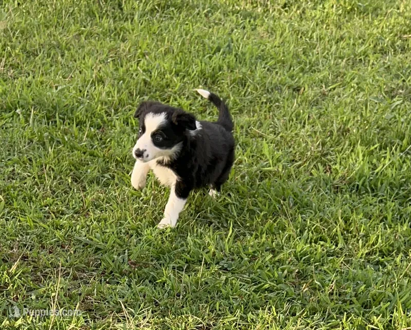 Traditional male  – Border Collie puppy for sale in Spotsylvania Courthouse, VA