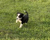 Traditional male , a male Border Collie for sale in Spotsylvania Courthouse, VA – 1 of 5