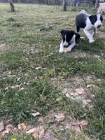 Remi, a male Border Collie for sale in Spotsylvania Courthouse, VA – 2 of 2