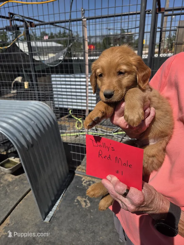 Red Male – Golden Retriever puppy for sale in Alliance, NE