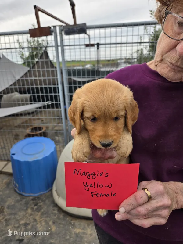 Golden #1 – Golden Retriever puppy for sale in Alliance, NE