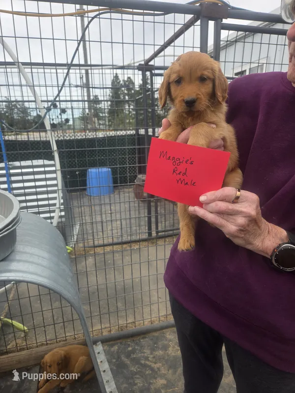 Golden #8 – Golden Retriever puppy for sale in Alliance, NE