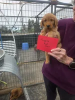Golden #8, a male Golden Retriever for sale in Alliance, NE – 1 of 1