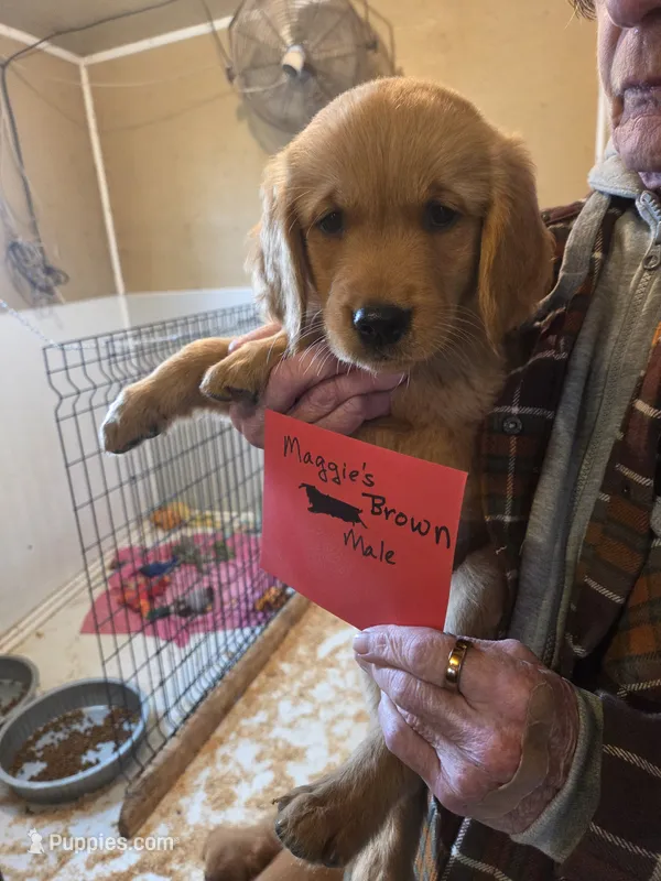 Golden #10 Male Sale Deal!! – Golden Retriever puppy for sale in Alliance, NE