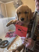 Golden #10 Male Sale Deal!!, a male Golden Retriever for sale in Alliance, NE – 1 of 2
