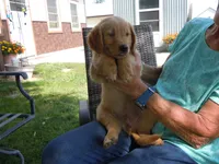 Golden #1, a  Golden Retriever for sale in Alliance, NE – Photo 2 of 5