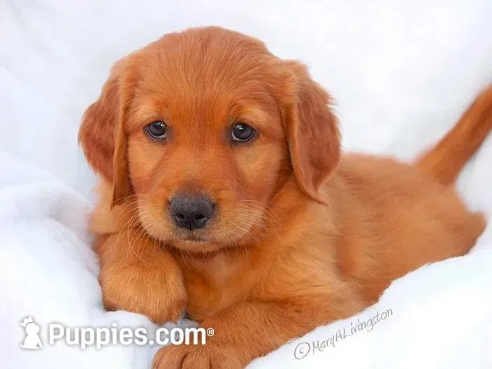 Golden #1, a female Golden Retriever for sale in Alliance, NE – 2 of 2