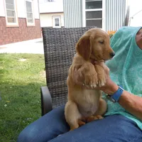 Golden #1, a  Golden Retriever for sale in Alliance, NE – Photo 4 of 5