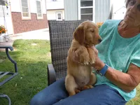 Golden #1, a  Golden Retriever for sale in Alliance, NE – Photo 4 of 5