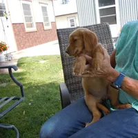 Golden #1, a  Golden Retriever for sale in Alliance, NE – Photo 5 of 5