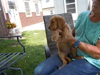 Golden #1, a  Golden Retriever for sale in Alliance, NE – Photo 5 of 5