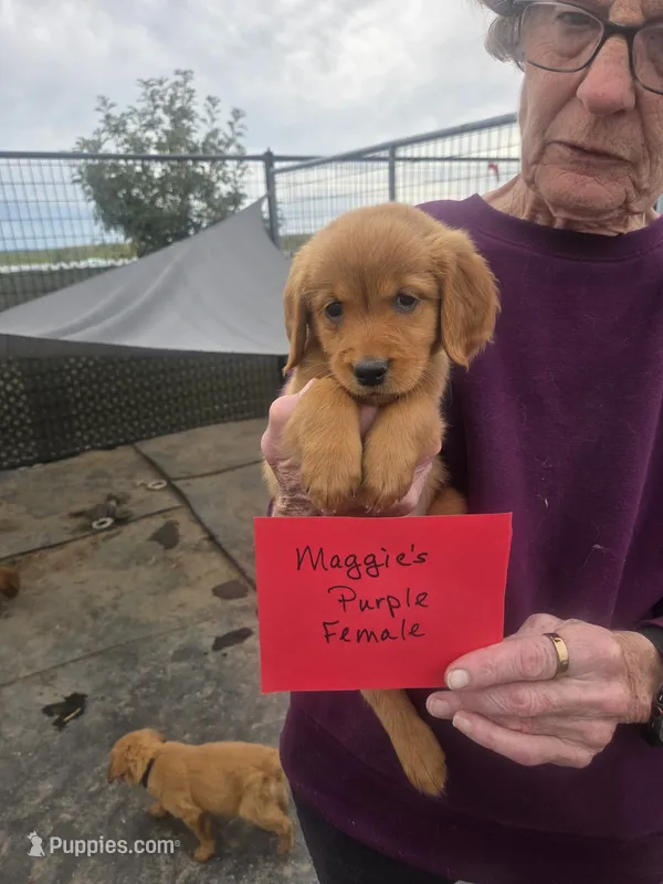 Golden #5 – Golden Retriever puppy for sale in Alliance, NE