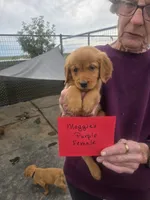 Golden #5, a female Golden Retriever for sale in Alliance, NE – 1 of 1
