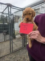 Golden #9, a male Golden Retriever for sale in Alliance, NE – 1 of 1