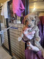 Mini Doodle #2, a female Miniature Goldendoodle for sale in Alliance, NE – 1 of 1