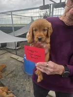 Golden #2, a female Golden Retriever for sale in Alliance, NE – 1 of 1