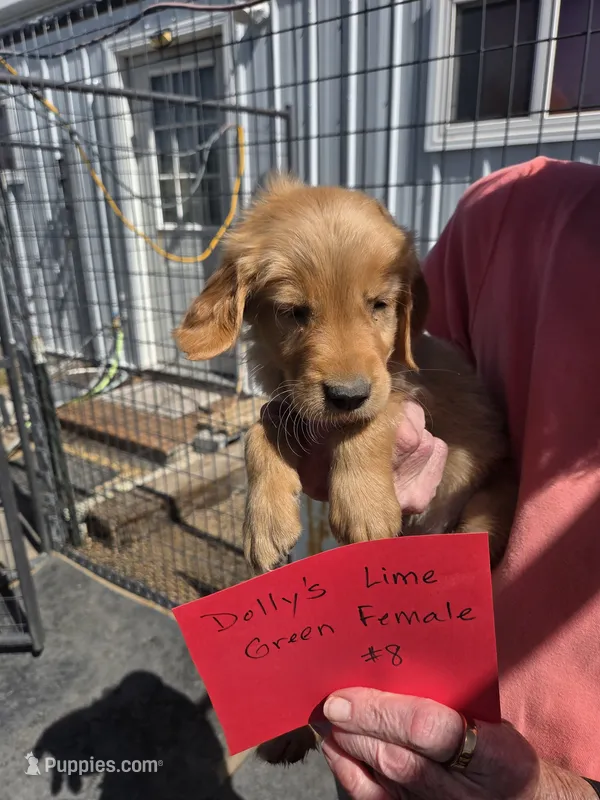 Lime Green Female  – Golden Retriever puppy for sale in Alliance, NE