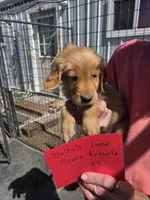 Lime Green Female , a female Golden Retriever for sale in Alliance, NE – 1 of 1