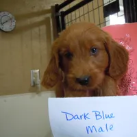 Mini Doodle #1, a  Miniature Goldendoodle for sale in Alliance, NE – Photo 4 of 6