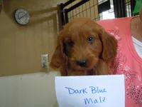 Mini Doodle #1, a  Miniature Goldendoodle for sale in Alliance, NE – Photo 4 of 6