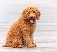 Mini Doodle #1, a  Miniature Goldendoodle for sale in Alliance, NE – Photo 1 of 6