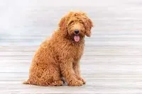 Mini Doodle #1, a  Miniature Goldendoodle for sale in Alliance, NE – Photo 1 of 6