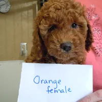 Mini Doodle #1, a  Miniature Goldendoodle for sale in Alliance, NE – Photo 3 of 6