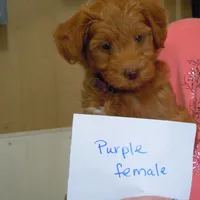 Mini Doodle #1, a  Miniature Goldendoodle for sale in Alliance, NE – Photo 2 of 6