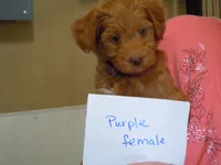 Mini Doodle #1, a  Miniature Goldendoodle for sale in Alliance, NE – Photo 2 of 6