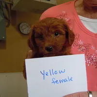 Mini Doodle #1, a  Miniature Goldendoodle for sale in Alliance, NE – Photo 5 of 6