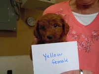 Mini Doodle #1, a  Miniature Goldendoodle for sale in Alliance, NE – Photo 5 of 6