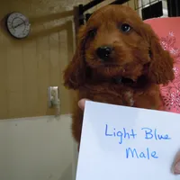 Mini Doodle #1, a  Miniature Goldendoodle for sale in Alliance, NE – Photo 6 of 6