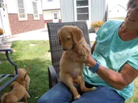 Ackerman Goldens, a male Golden Retriever for sale in Alliance, NE – Photo 3 of 7