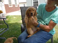 Ackerman Goldens, a male Golden Retriever for sale in Alliance, NE – Photo 5 of 7