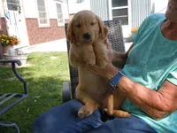 Ackerman Goldens, a male Golden Retriever for sale in Alliance, NE – Photo 7 of 7
