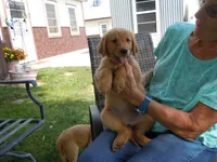 Ackerman Goldens, a male Golden Retriever for sale in Alliance, NE – Photo 6 of 7
