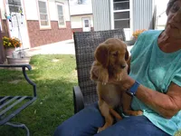 Ackerman Goldens, a male Golden Retriever for sale in Alliance, NE – Photo 2 of 7