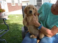 Ackerman Goldens, a male Golden Retriever for sale in Alliance, NE – Photo 4 of 7