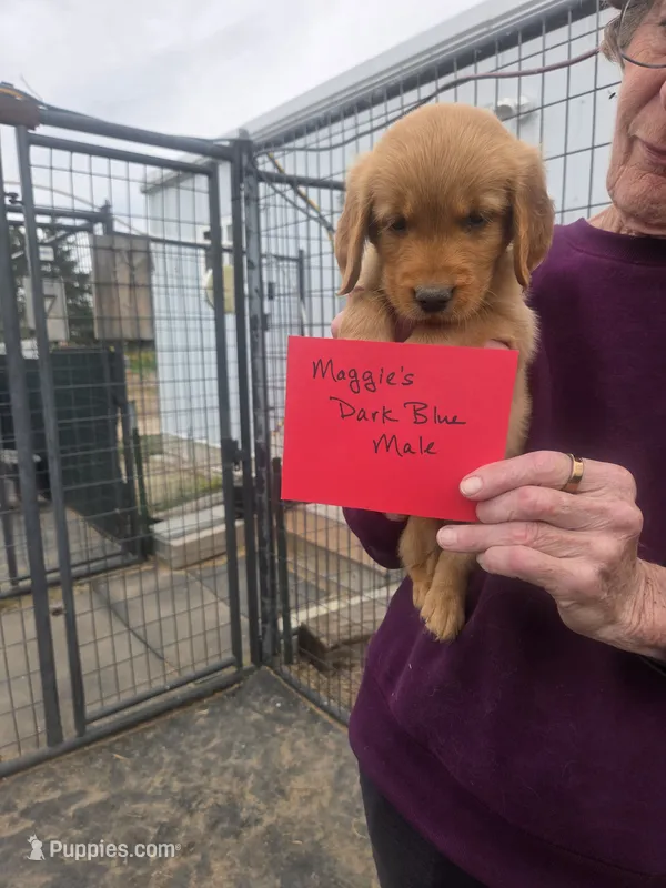 Golden #7 – Golden Retriever puppy for sale in Alliance, NE