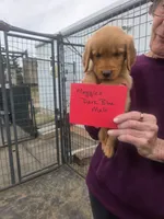 Golden #7, a male Golden Retriever for sale in Alliance, NE – 1 of 1