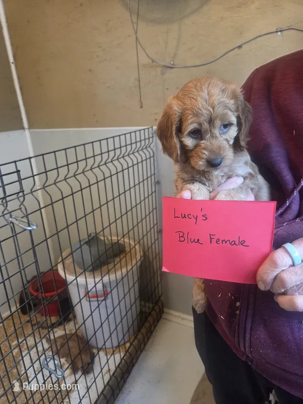 Mini Doodle #1 – Miniature Goldendoodle puppy for sale in Alliance, NE