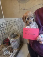 Mini Doodle #1, a female Miniature Goldendoodle for sale in Alliance, NE – 1 of 2