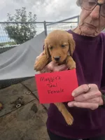 Golden #3, a female Golden Retriever for sale in Alliance, NE – 1 of 1