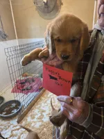 Golden #10 Male Sale Deal!!, a male Golden Retriever for sale in Alliance, NE – 2 of 2