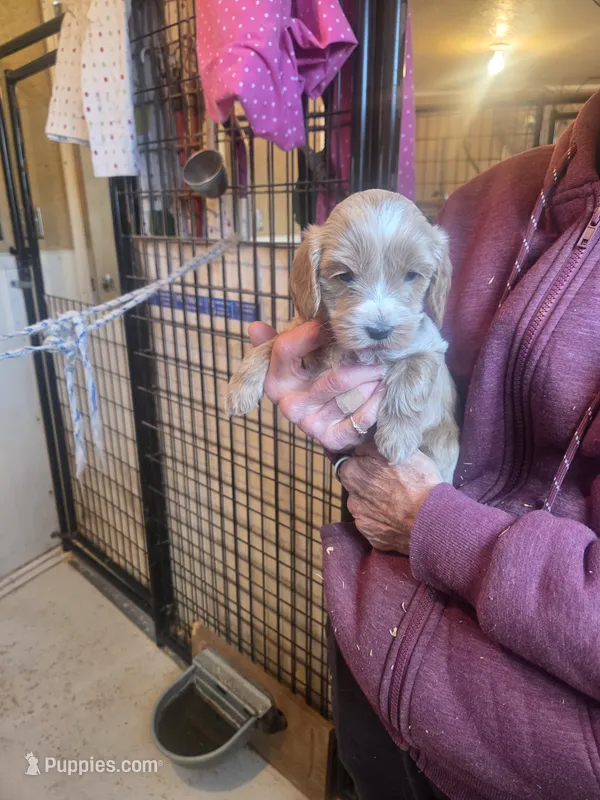 Mini Doodle #3 – Miniature Goldendoodle puppy for sale in Alliance, NE