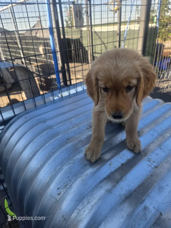 Lime Green Female  – Golden Retriever puppy for sale in Alliance, NE