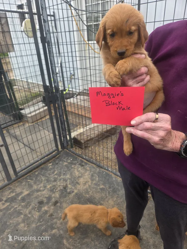 Golden #10 – Golden Retriever puppy for sale in Alliance, NE