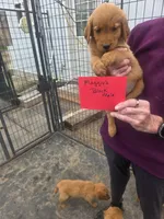 Golden #10, a male Golden Retriever for sale in Alliance, NE – 1 of 1