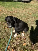 Ricky, a male Rottweiler and Labrador Retriever for sale in Hammonton, NJ – 2 of 2