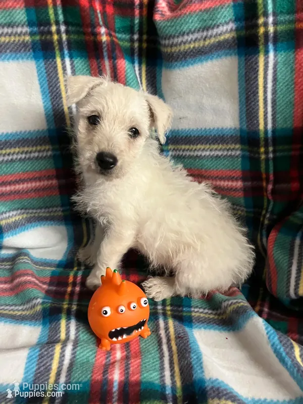 Willy – West Highland White Terrier puppy for sale in Hammonton, NJ